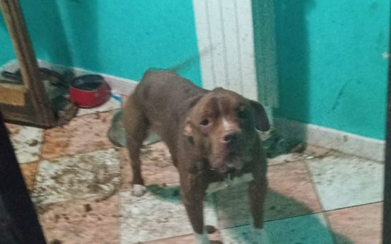 Il pitbull legato al termosifone