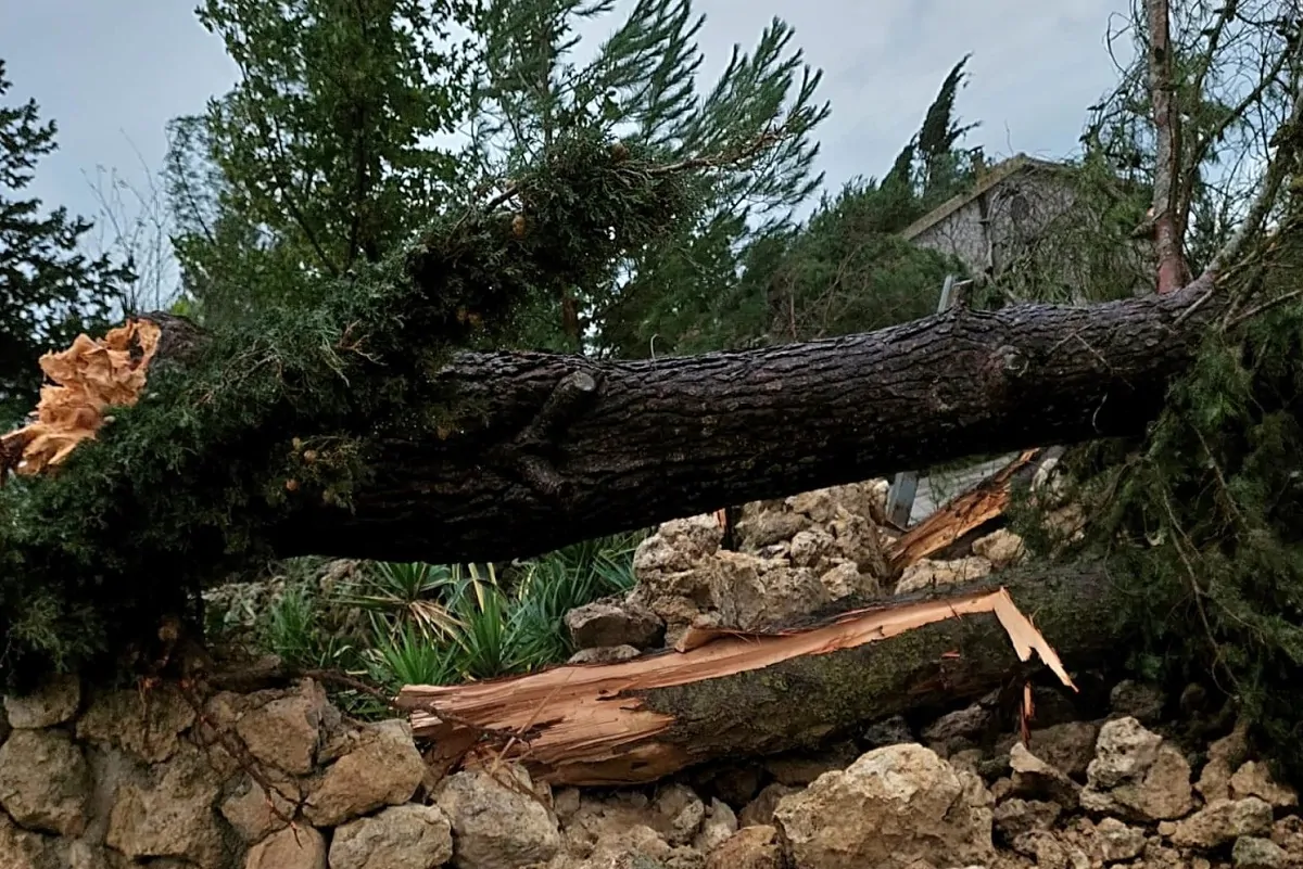 Un albero sradicato dalla tromba d'aria a Canicattì
