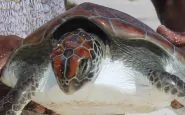 Un esemplare di tartaruga marina