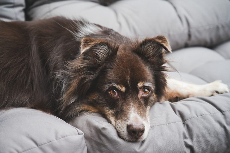 Regno Unito, cane positivo al Covid
