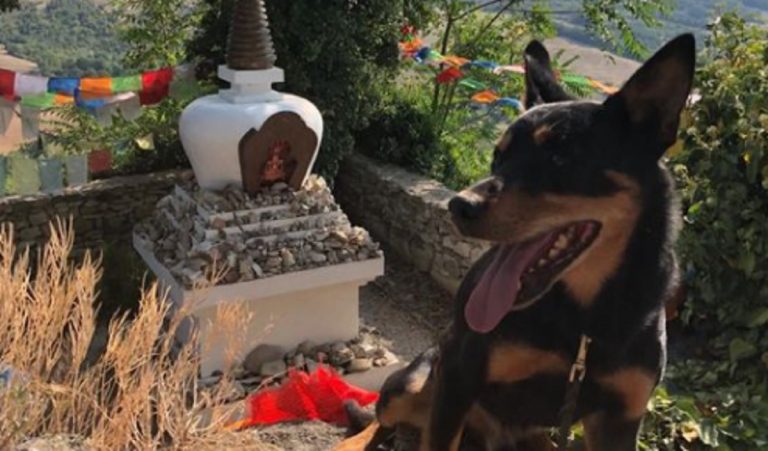 avvelenato cane soccorso