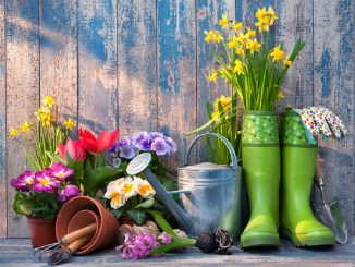 Giardinaggio, attrezzi e piante shop online