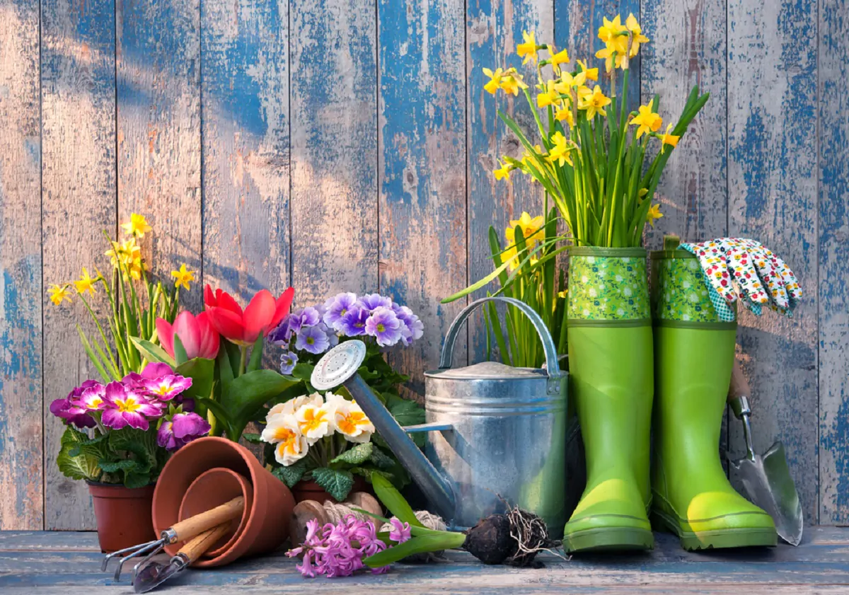 Giardinaggio, attrezzi e piante shop online