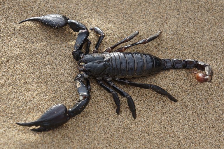Invasione di scorpioni in Egitto