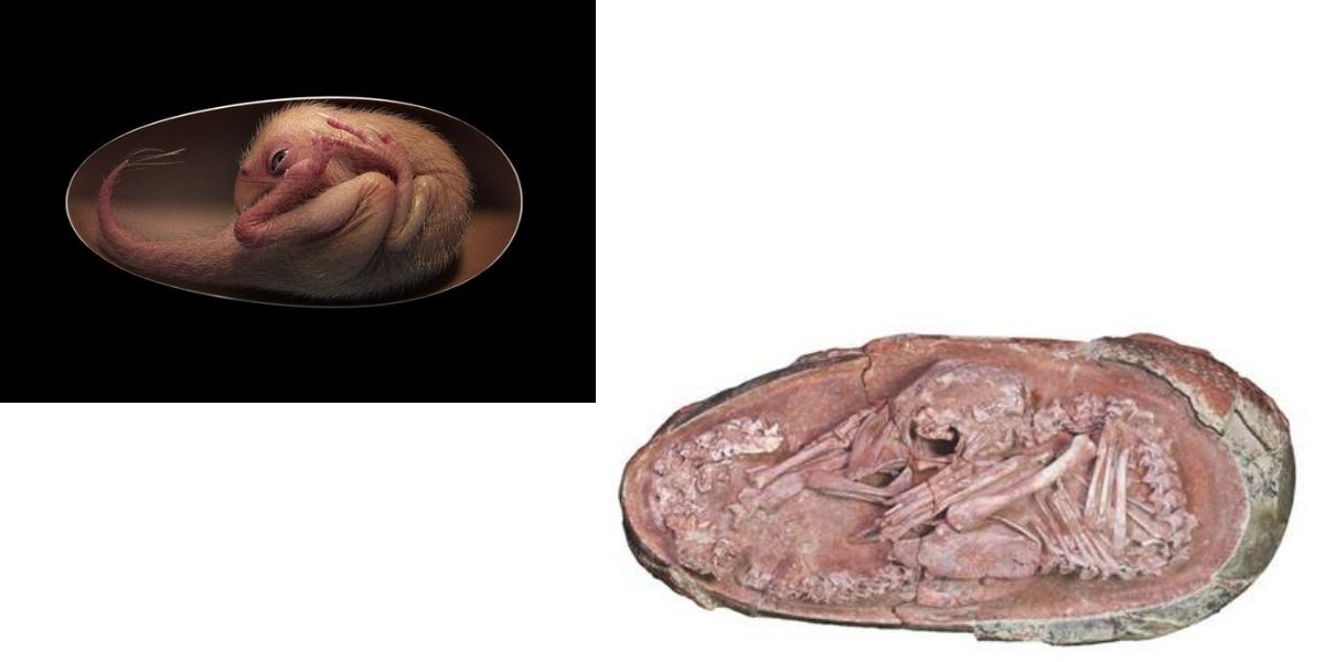 Embrione di oviraptosauro