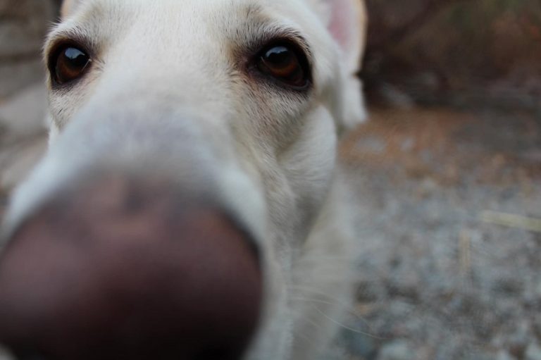 Cani e gatti nei ricoveri non hanno abbastanza protezioni dal freddo
