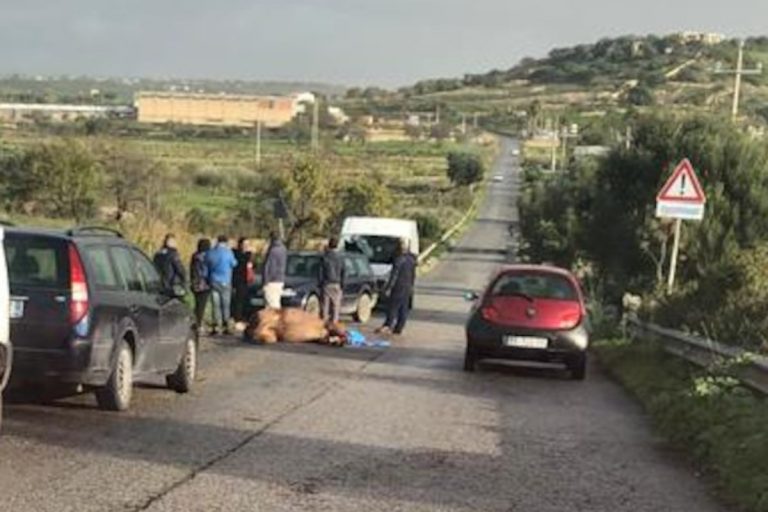 cavallo morto
