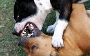 combattimenti fra cani