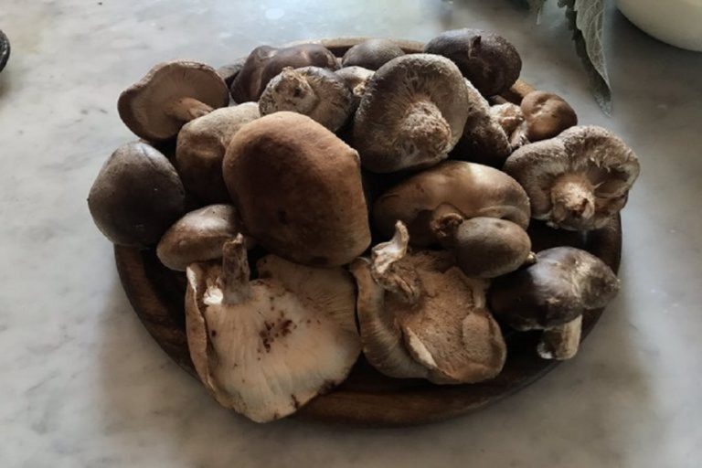 funghi