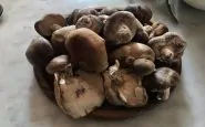 funghi ritirati dal mercato