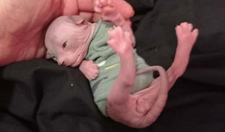 sphynx