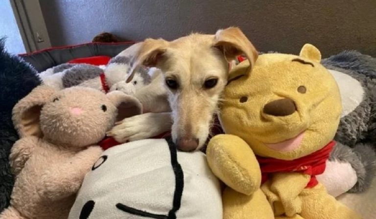 Bella, il cane inglese che ha trascorso tutta la vita in un canile: ora cerca una casa