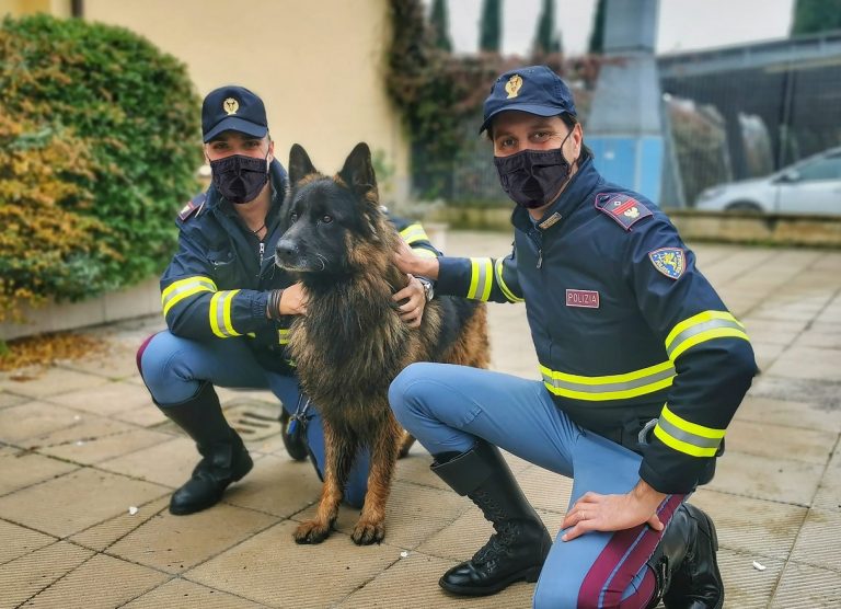 Cane Otto