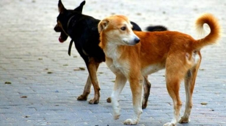 Cani randagi