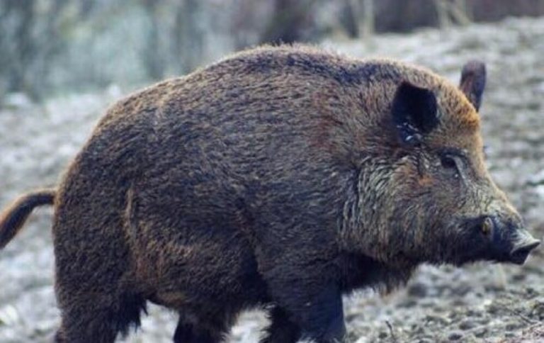 Ferito a morte da un cinghiale un 36enne toscano