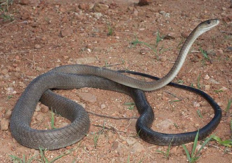 Un mamba nero, pare che l'uomo morto avesse in casa anche un esemplare di questa specie letale