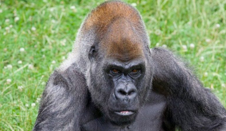 Ozzie il gorilla