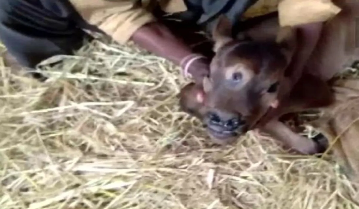 Una divinità: vitello nasce con tre occhi in India