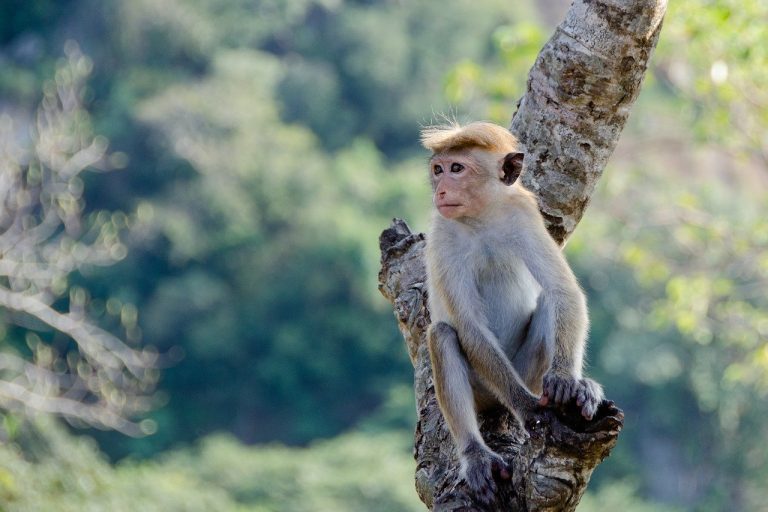 Scimmie India