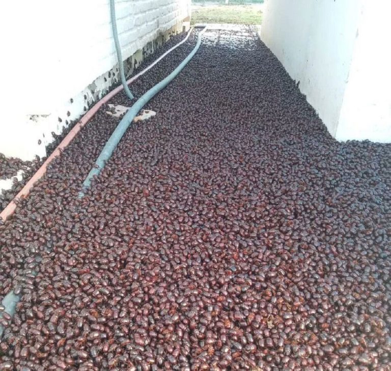 scarabei