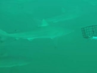 Una suggestiva immagine del video subacqueo in Texas