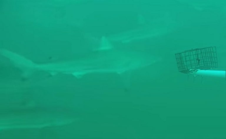 Una suggestiva immagine del video subacqueo in Texas