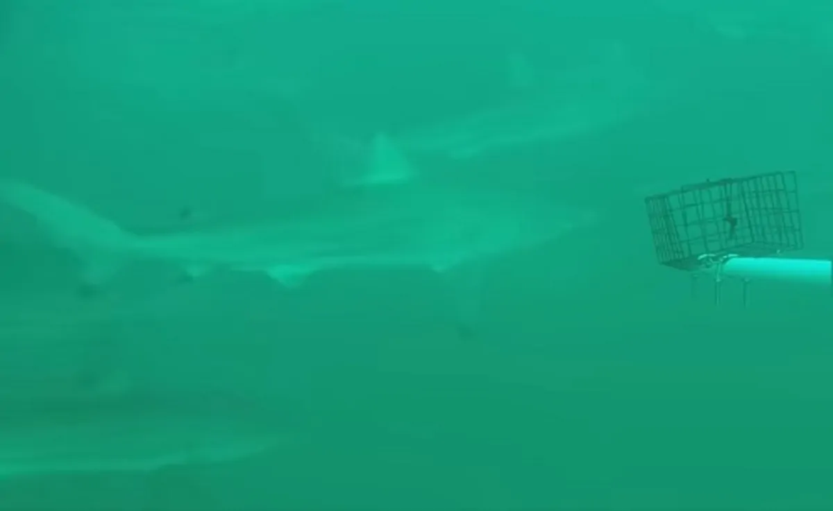 Una suggestiva immagine del video subacqueo in Texas