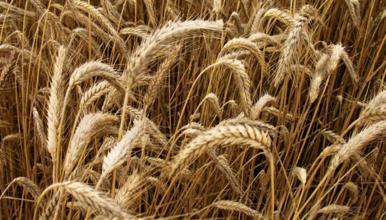 Grano