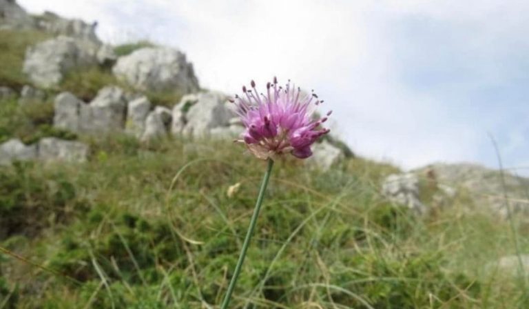 Lazio scoperto nuovo fiore