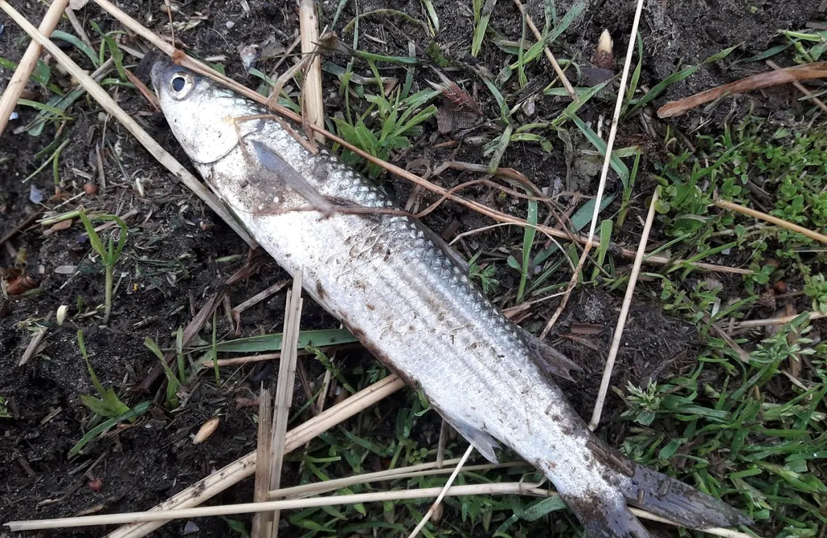 Pioggia di pesci morti in Olanda