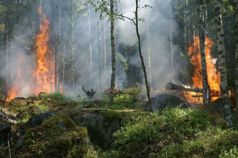 Rapporto Onu sugli incendi