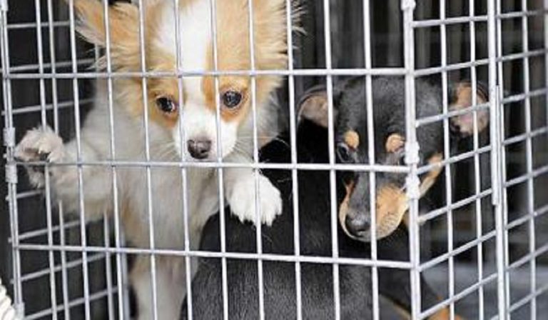 Cuccioli di cane trafficati dall'Est, la truffa ai vip