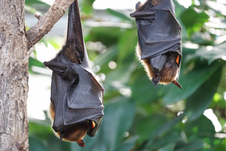 virus pipistrelli