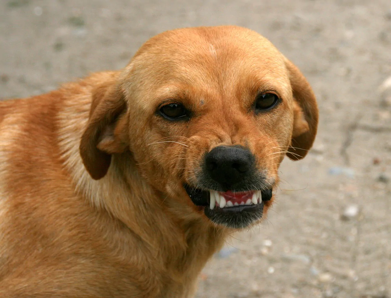 Cane ringhio