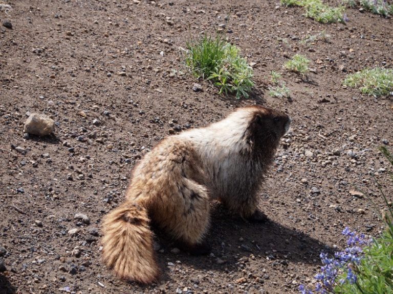 giorno della marmotta