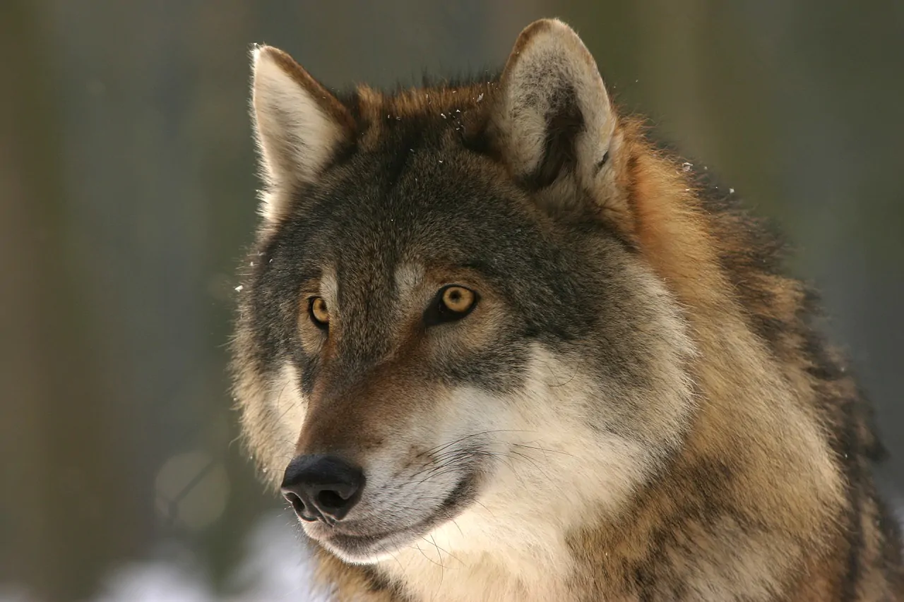 Un esemplare di lupo