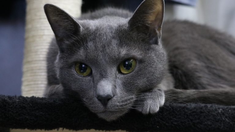 Gatto