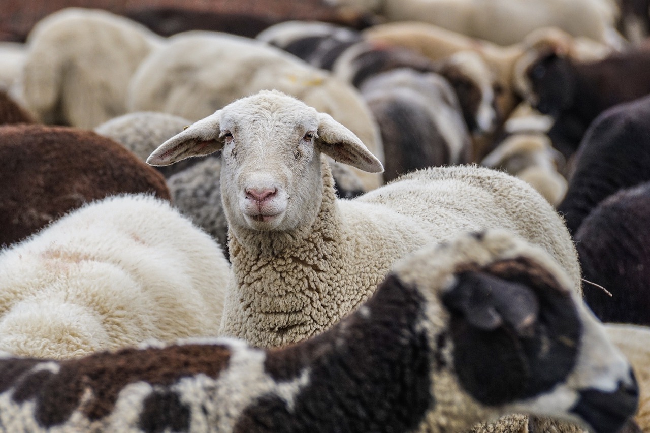 Παρίσι, χιλιάδες πρόβατα έχουν εισβάλει στην πόλη: αυτός είναι ο λόγος