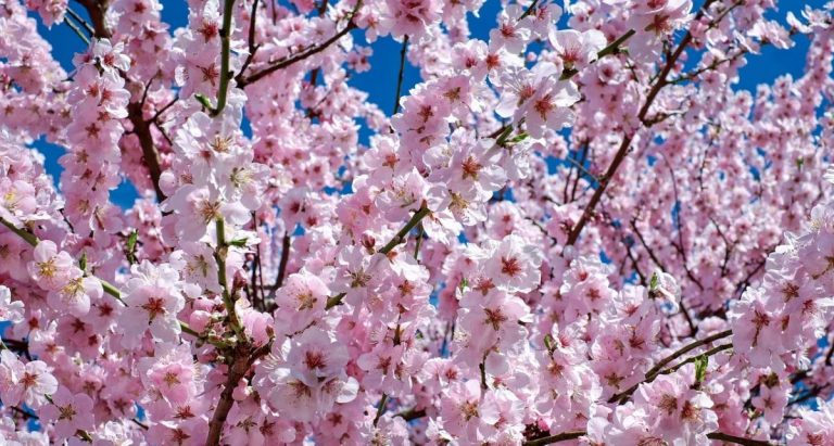 Primavera