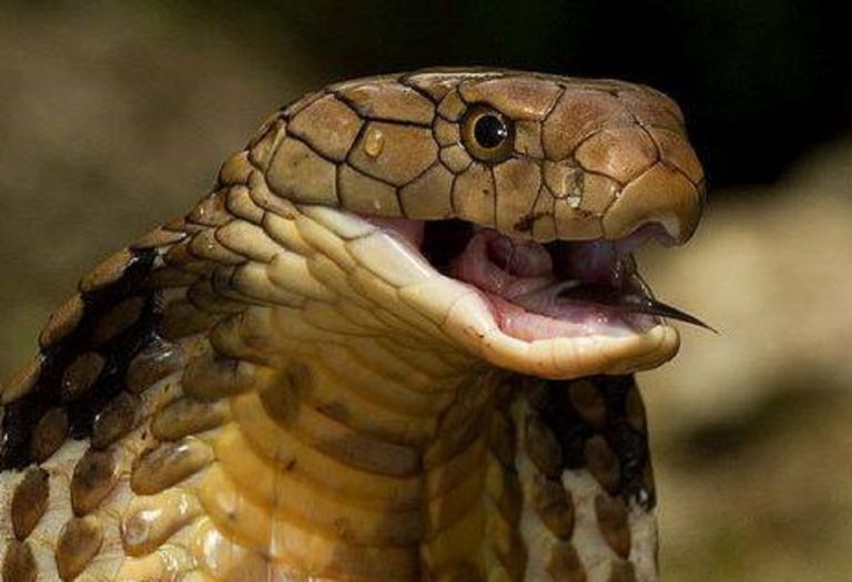 Quasi certamente è stato un cobra ad uccidere lo studente indiano