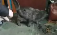 Ucraina animali intrappolati