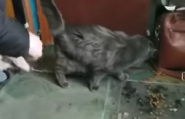 Ucraina animali intrappolati