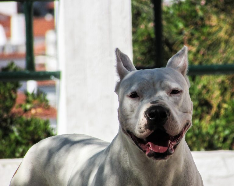 Un esemplare di pitbull