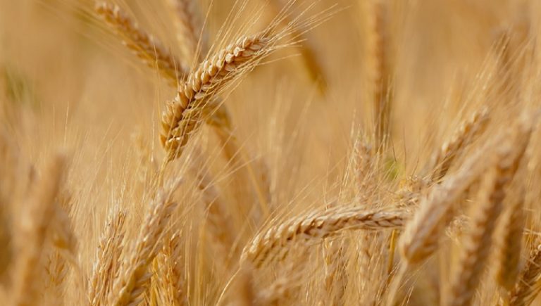 grano siccità