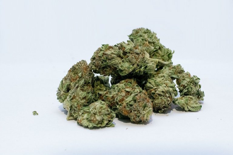 Germogli di marijuana