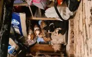 Alcuni cani messi al riparo in un rifugio ucraino