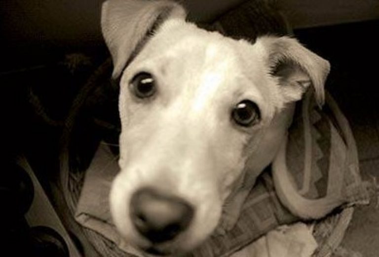Rubate le offerte per i cani abbandonati