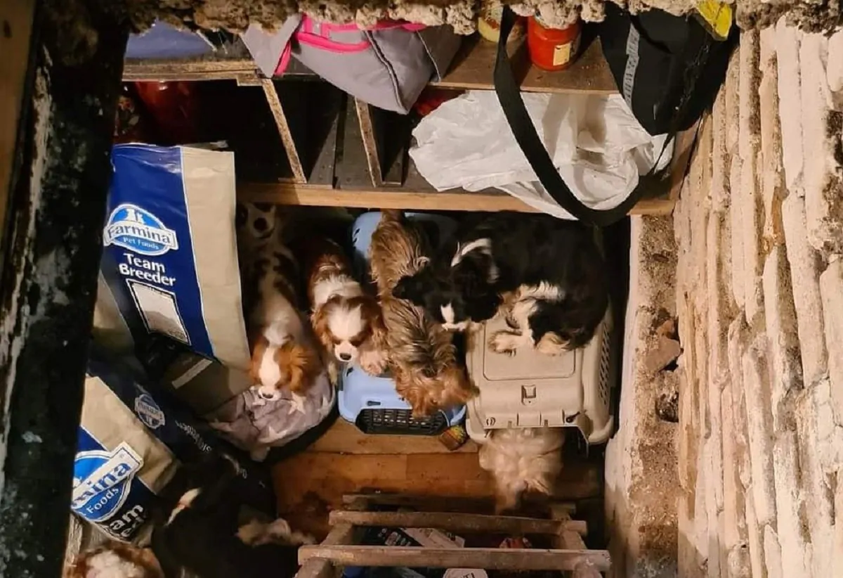 Alcuni cani messi al riparo in un rifugio ucraino