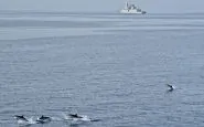 Delfini e marine militari: il connubio c'è da tempo