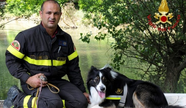 Morto Border Collie Derby